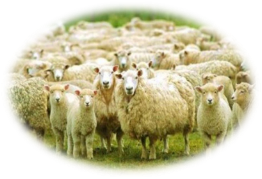 На Волині з пасовища зникло стадо овець | Волинь 24 - новини Волині та  Луцька